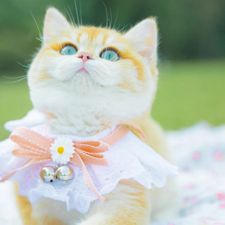 How to Make My Cat Happy?