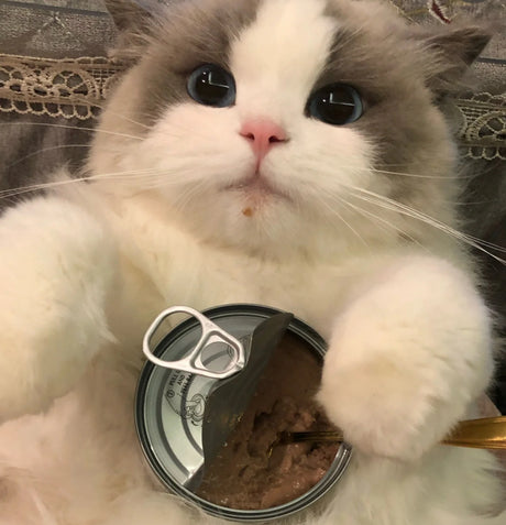 How cats eat healthy?