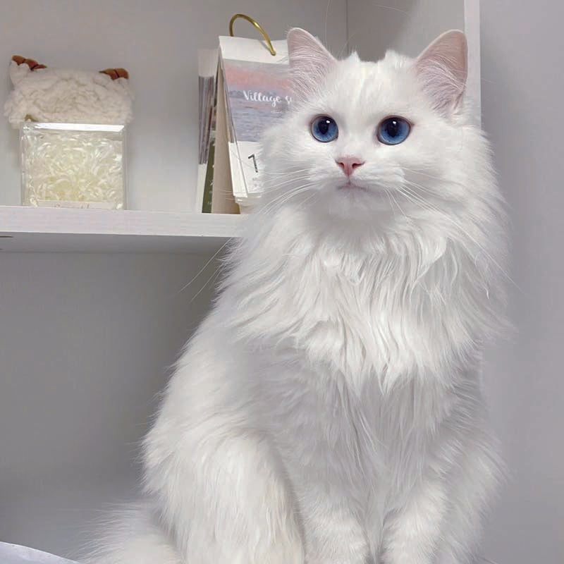 Why kittens scratch furniture?