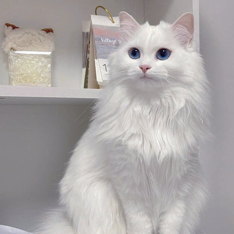 Why kittens scratch furniture?