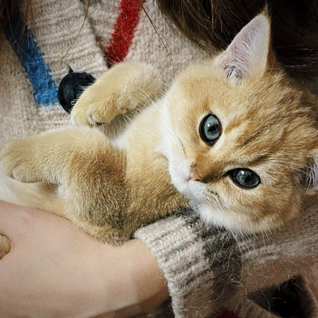Five tips for novices to raise cats
