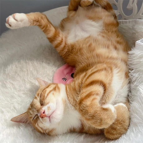 Why Your Cat Won't Let You Sleep at Night?