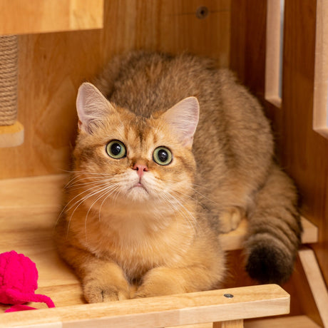 How to tell the age of a cat