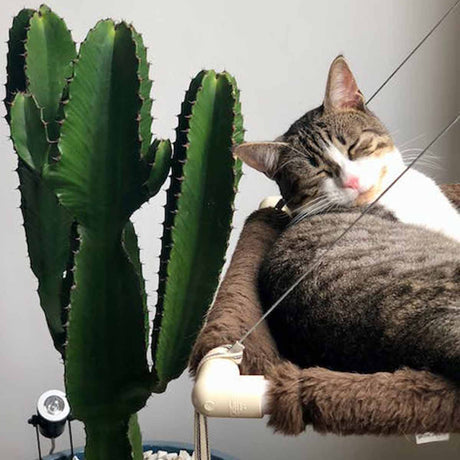 Cat Preference