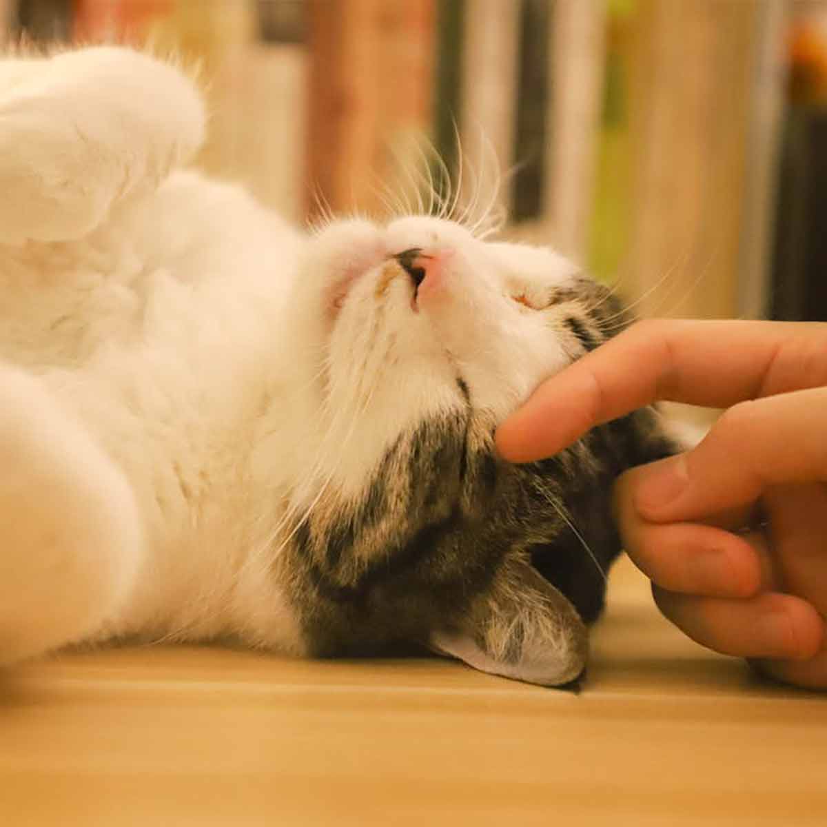 How do cats heal humans? Petomg