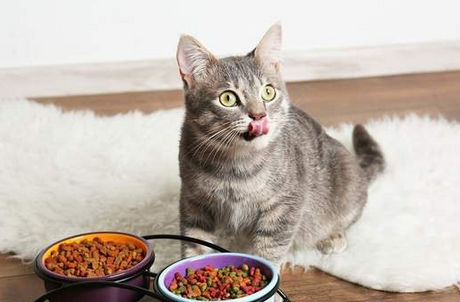 Cat Feeding Tips