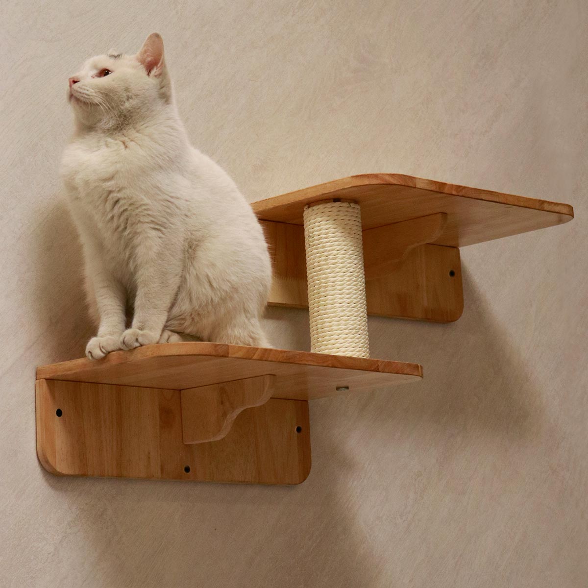 PETOMG Escalones de pared para gatos, escalera para gatos, paseos para gatos, escaladores para paredes | Madera de caucho