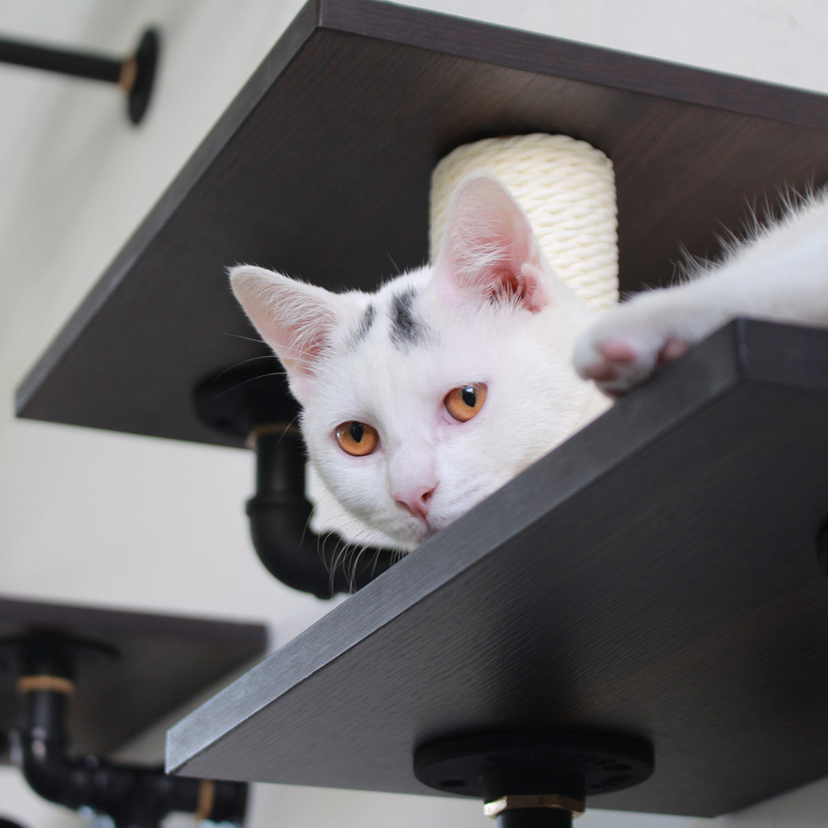 PETOMG Dual-Level Cat Climbing Shelves with Scratching Post | Smoky Rubber Wood