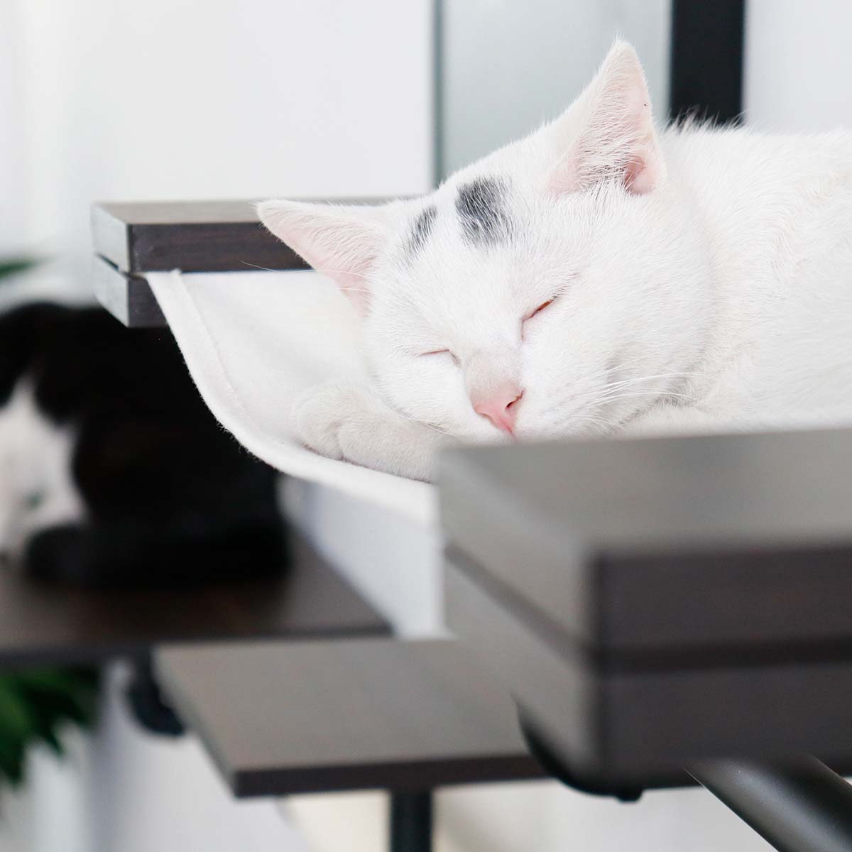 Smoky Rubber Wood Cat Shelves | Premium Wall-Mounted Cat Furniture Set