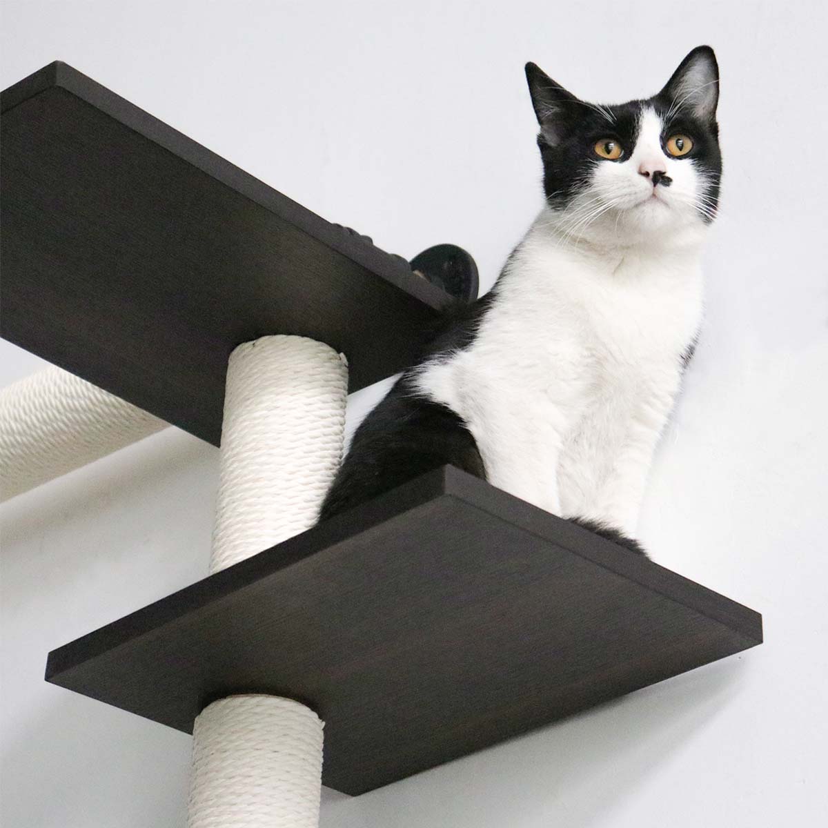 Modern Luxury Industrial Wall-Mounted Cat Shelves Set | Smoky Rubberwood