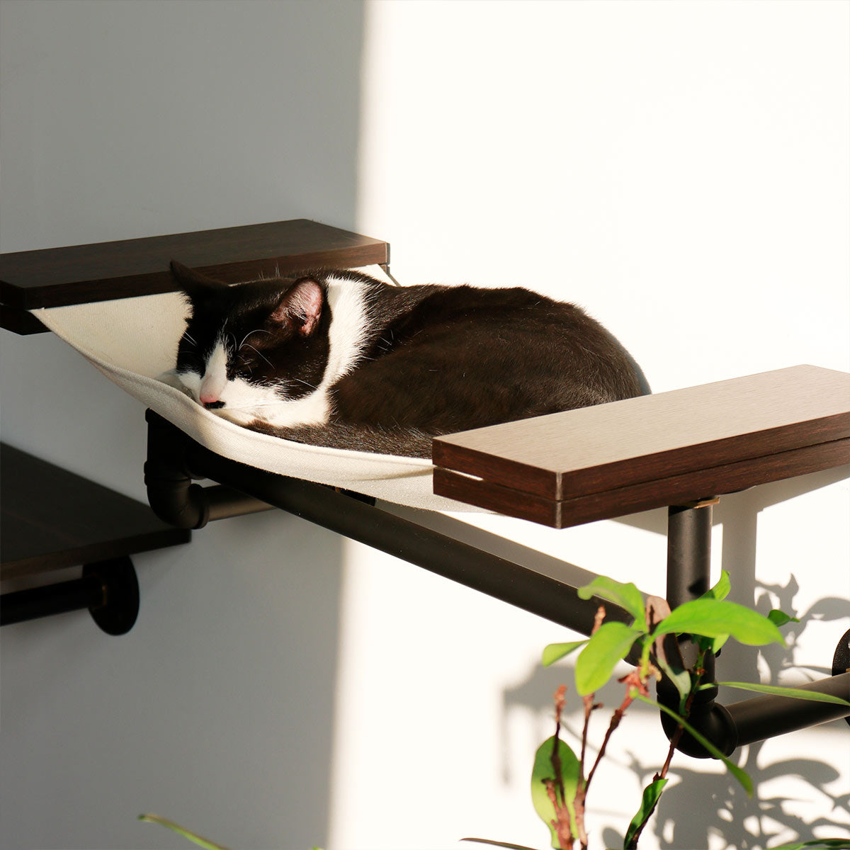 PETOMG Smoky Rubber Wood Cat Wall Furniture Set | Premium Wall-Mounted Design