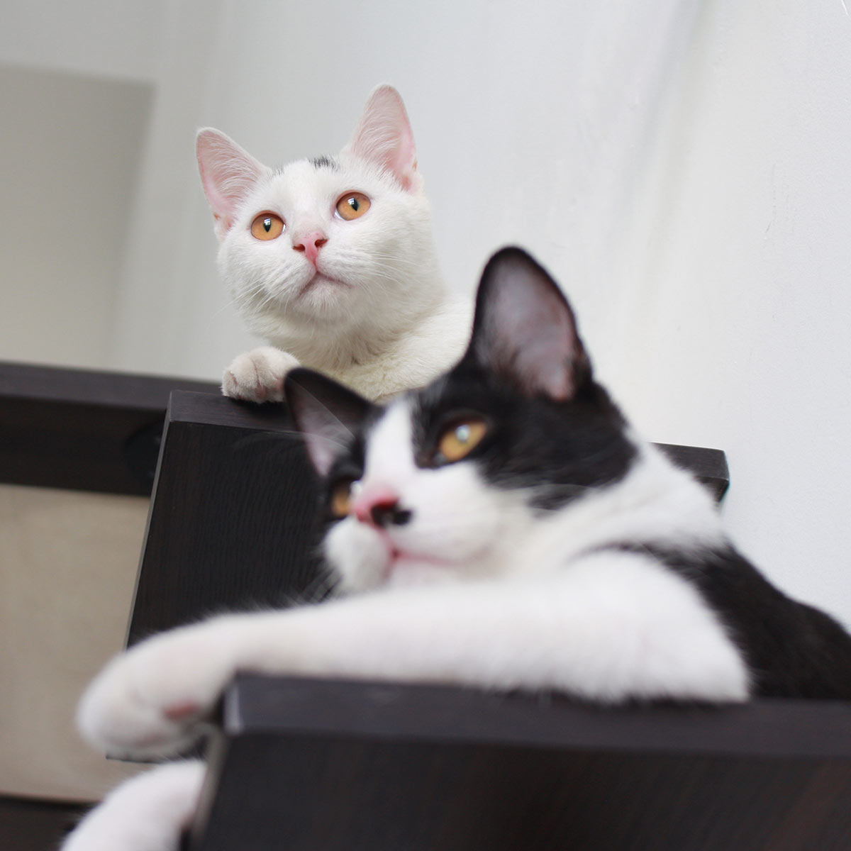 PETOMG Dual-Level Cat Climbing Shelves with Scratching Post | Smoky Rubber Wood
