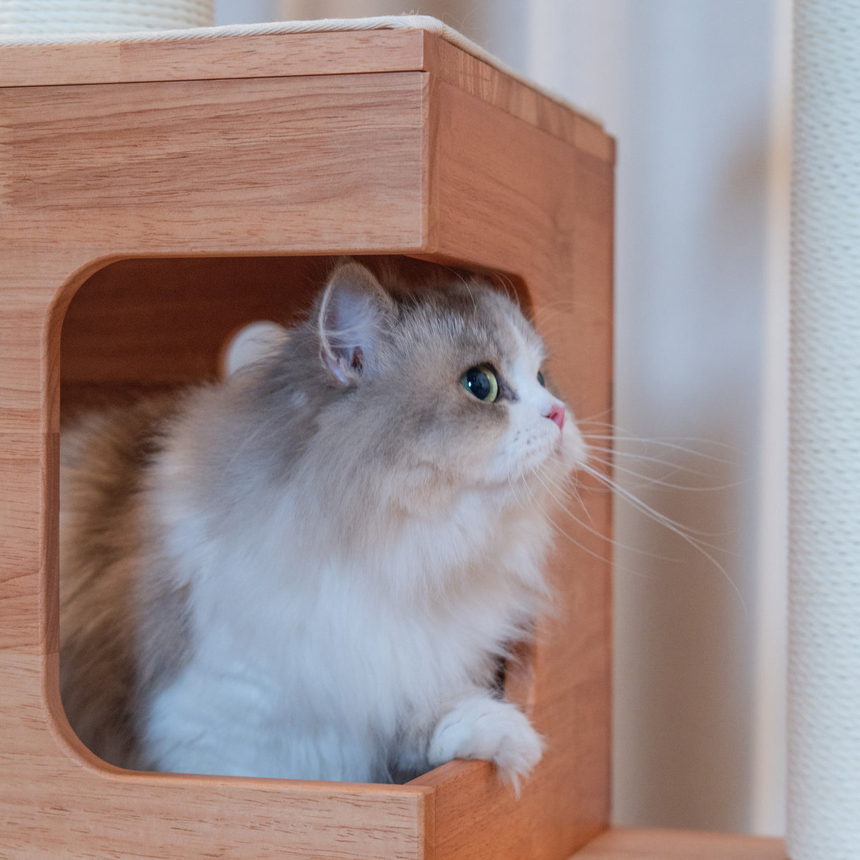 PETOMG Árbol para Gatos de Madera de Goma del Piso al Techo, sin Perforaciones, Altura Ajustable (230 cm - 280 cm)