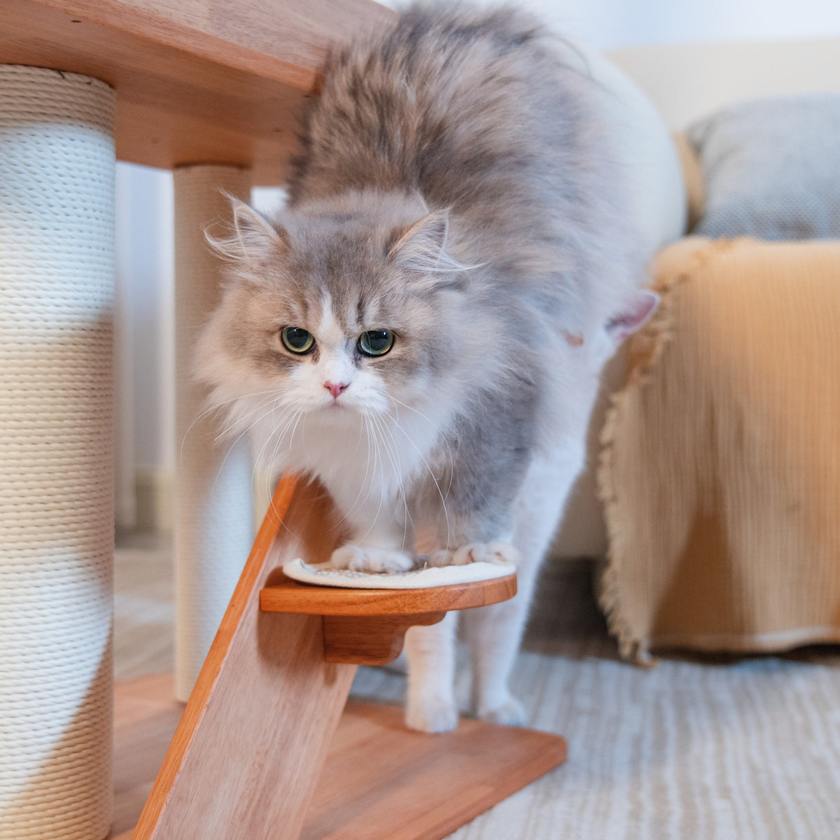 PETOMG Árbol para Gatos de Madera de Goma del Piso al Techo, sin Perforaciones, Altura Ajustable (230 cm - 280 cm)