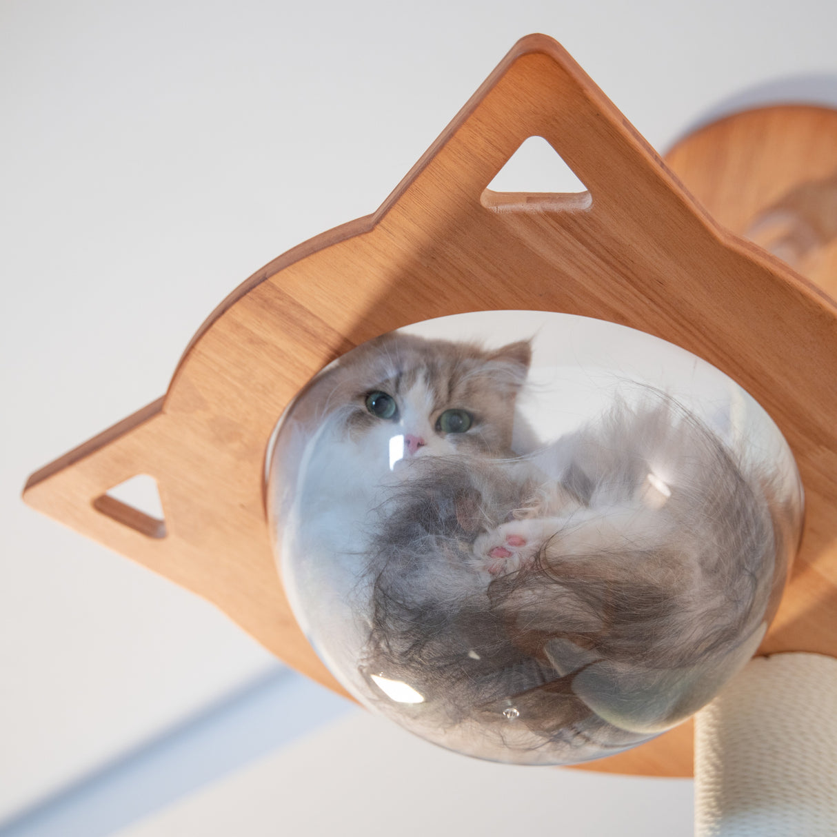 PETOMG Árbol para Gatos de Piso a Techo, Madera de Caucho, sin Perforaciones, Altura Ajustable (230 cm - 280 cm)