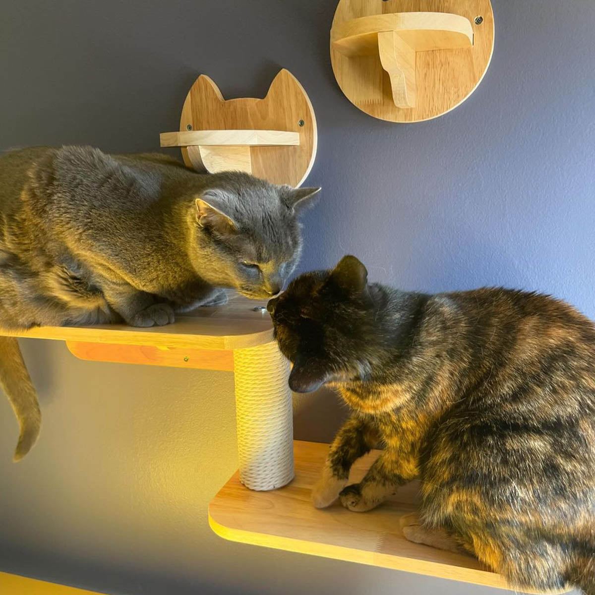 The Ultimate Guide To Cat Shelves on Walls