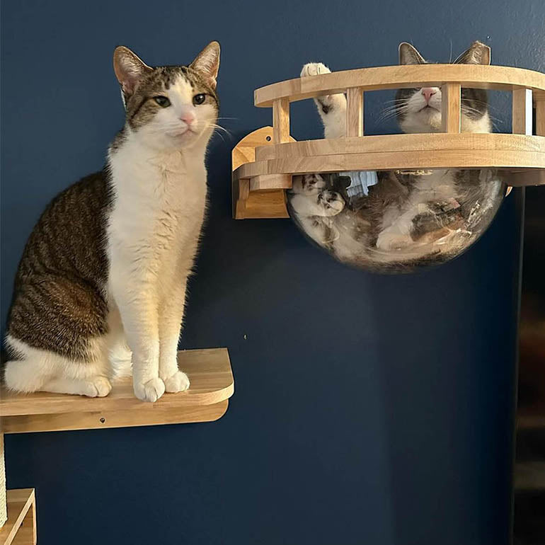 Can cat wall furniture handle a cat-tastrophic cat-plosion?