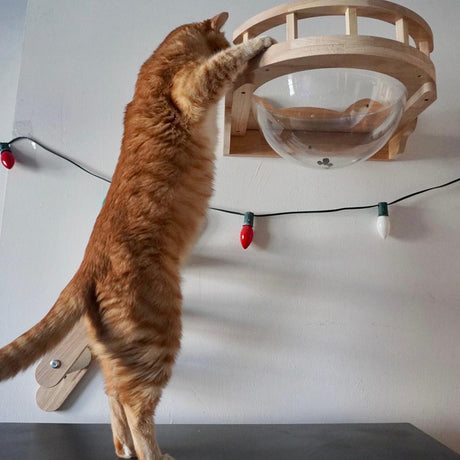 Can cat wall furniture survive a cat-astrophic wall crash?