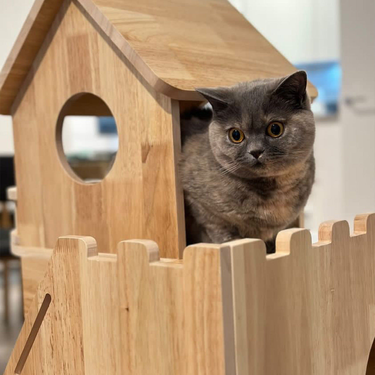 How often do you have to replace your cat tree?