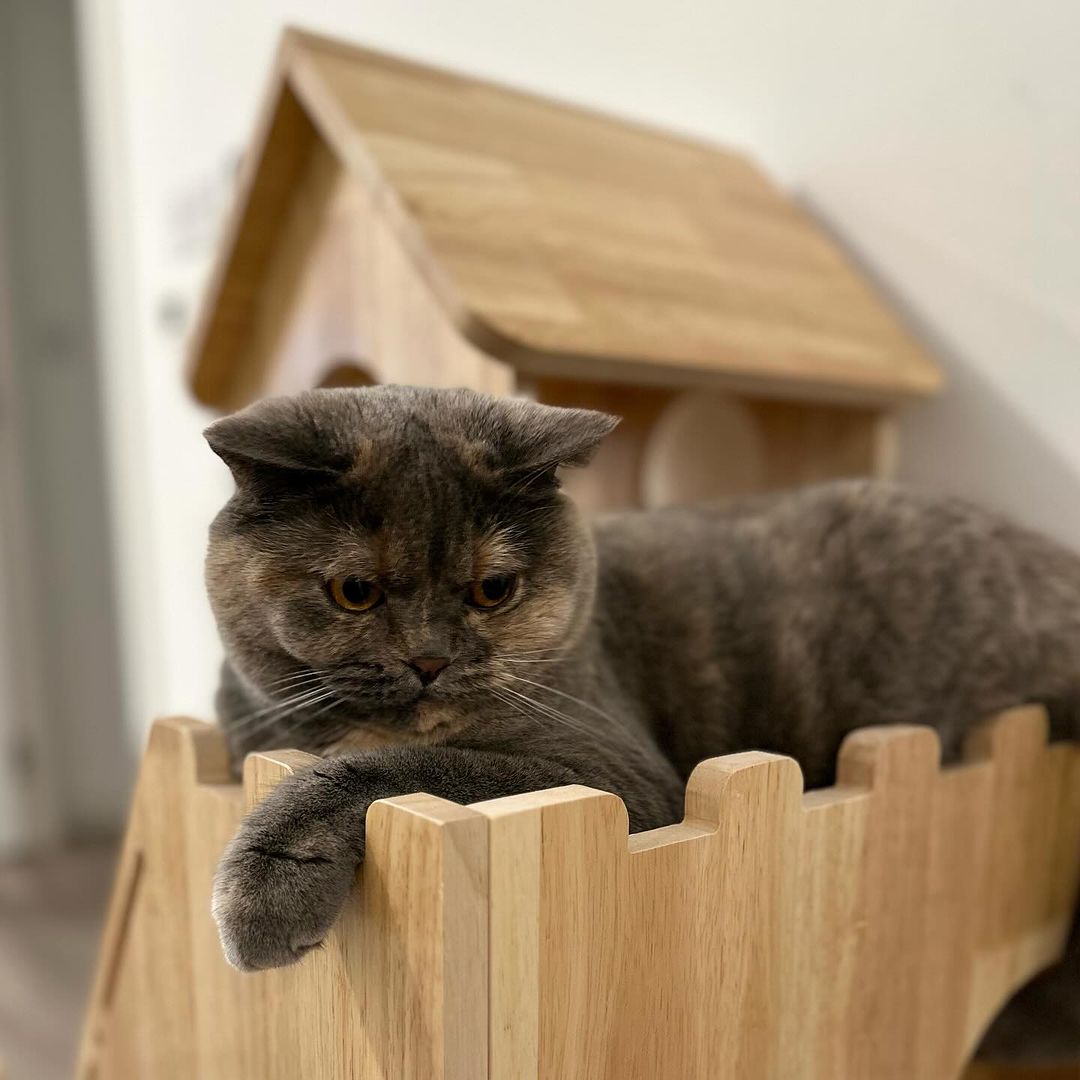 What size cat tree is best for my cat Petomg