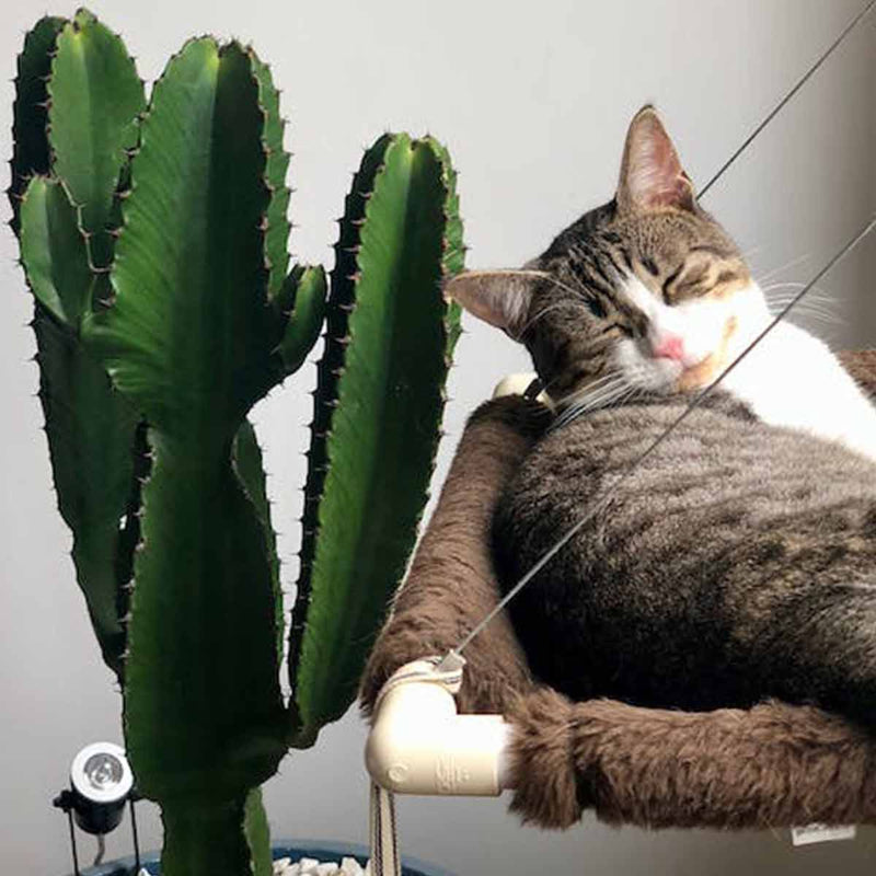 Cat Preference – Petomg