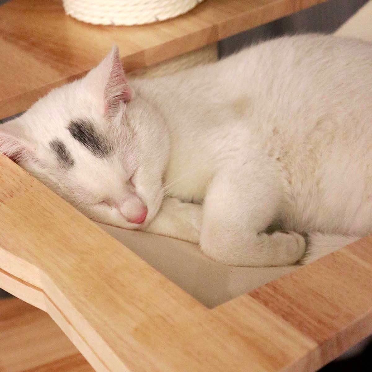 PETOMG Floor to Ceiling Cat Tree, Rubber Wood, No Drilling, Adjustable Height (89.4'' - 109'')
