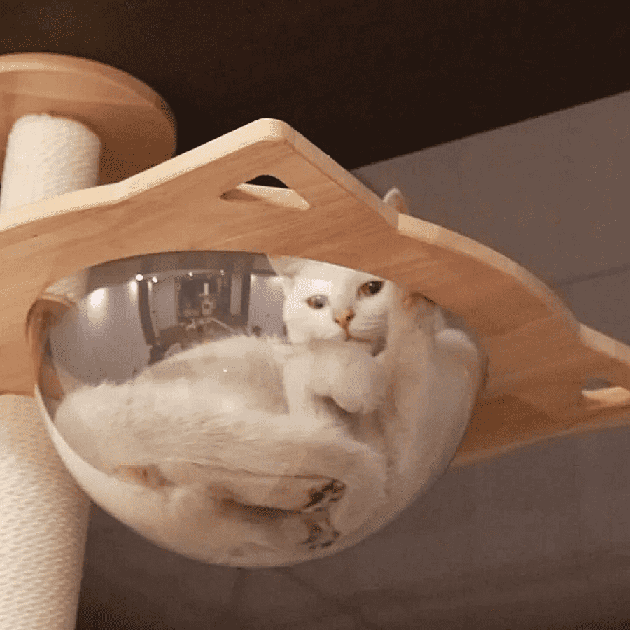 PETOMG Floor to Ceiling Cat Tree, Rubber Wood, No Drilling, Adjustable Height (89.4'' - 109'')