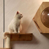 Modular Wall-Mounted Cat Furniture | Hexagonal Cat House & Climbing System | Space-Saving Design