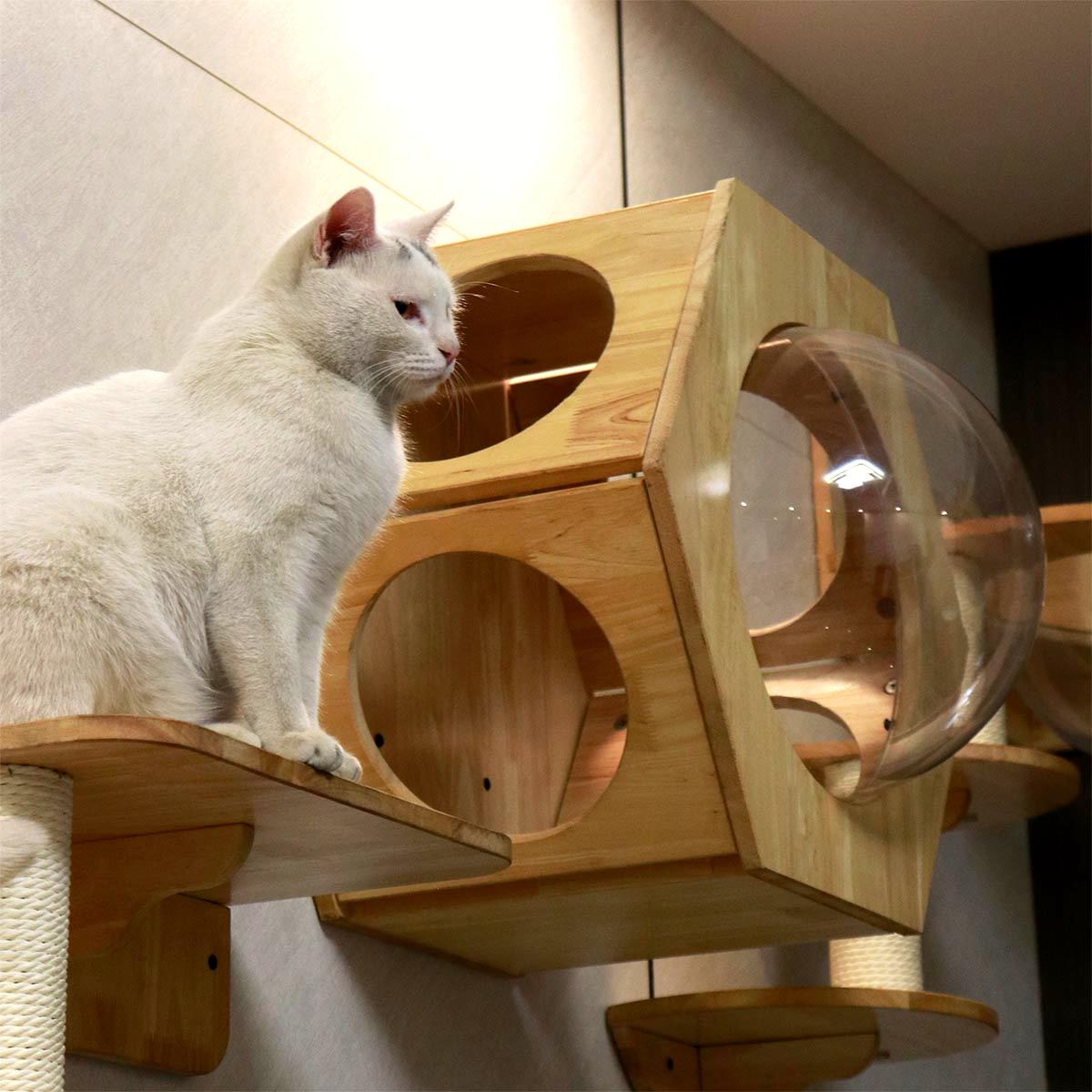 Modular Wall-Mounted Cat Furniture | Hexagonal Cat House & Climbing System | Space-Saving Design