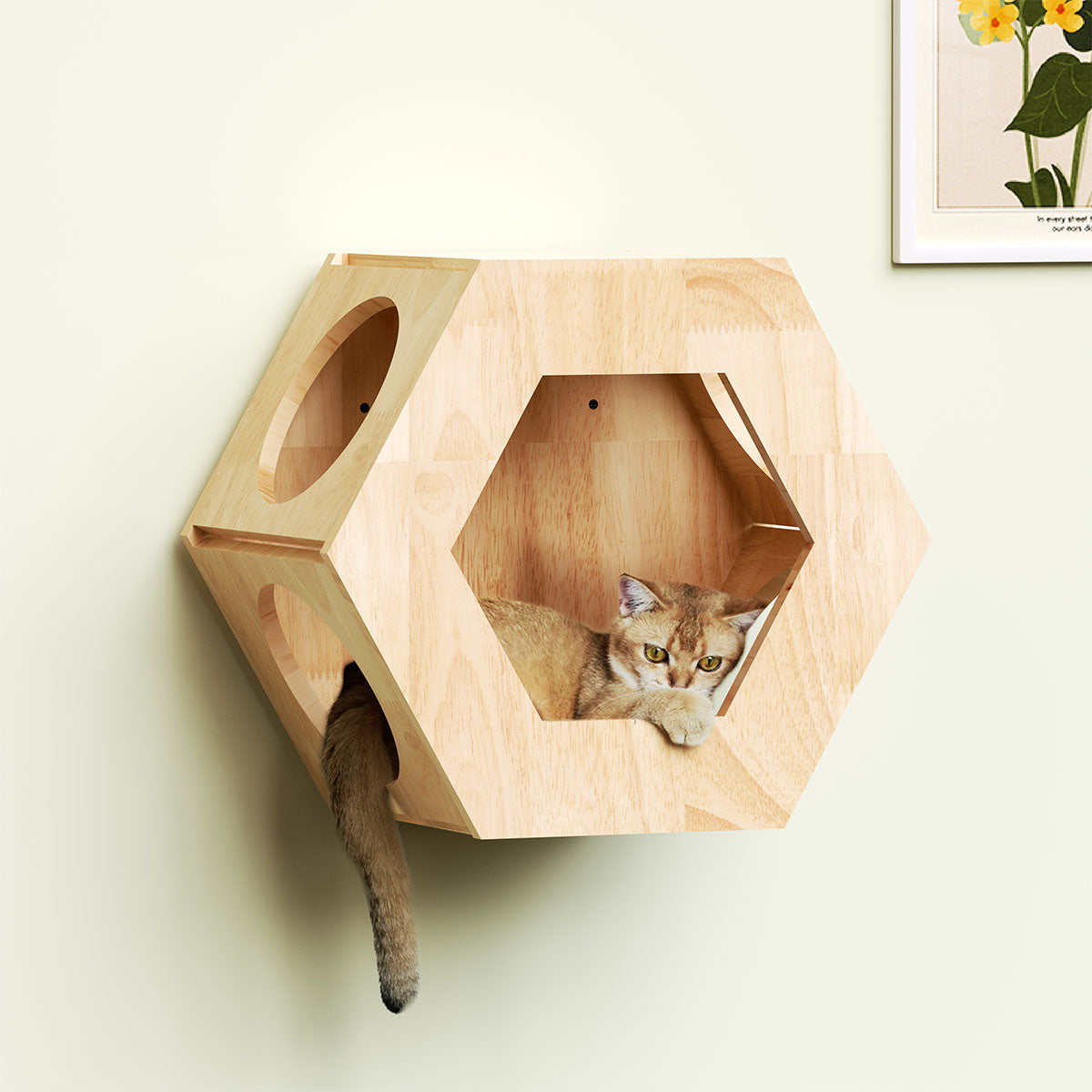 PETOMG Wall Mounted Cat House, Cat Wall Shelf, Large Cat Wall Bed| Rubberwood