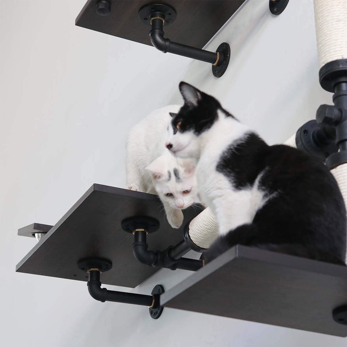 Smoky Rubber Wood Cat Shelves | Modern Minimalist Wall-Mounted Cat Tree | Bundle Set