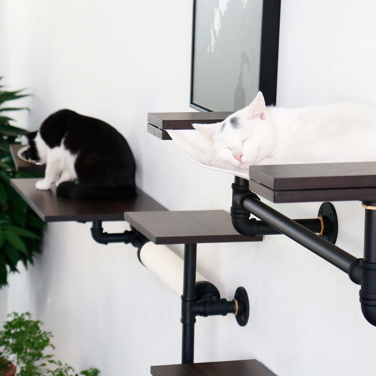 Cat Wall Shelves | Modern Industrial Style | Smoked Rubberwood | Sturdy and Stable