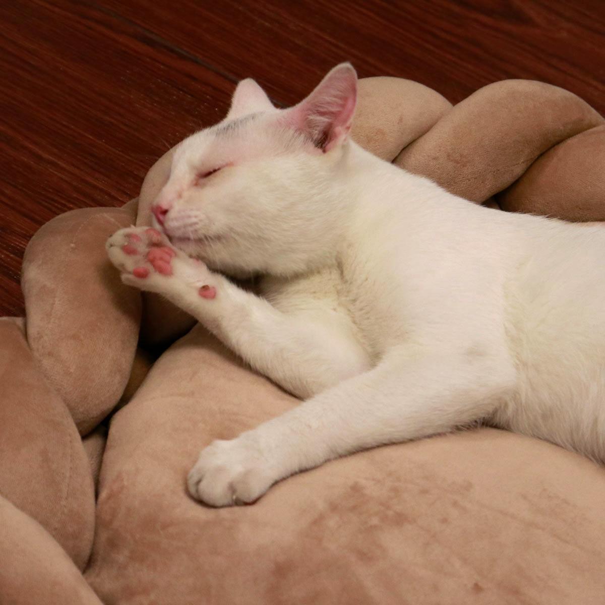 Braided Plush Pet Bed: Ultra Soft Cat & Small Dog Cushion