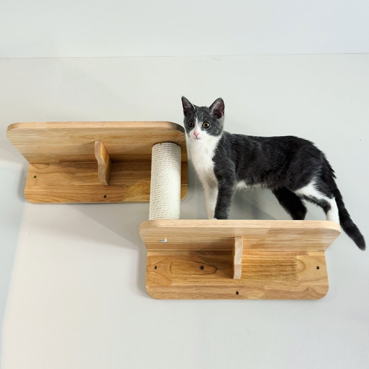 PETOMG Escalones de pared para gatos, escalera para gatos, paseos para gatos, escaladores para paredes | Madera de caucho