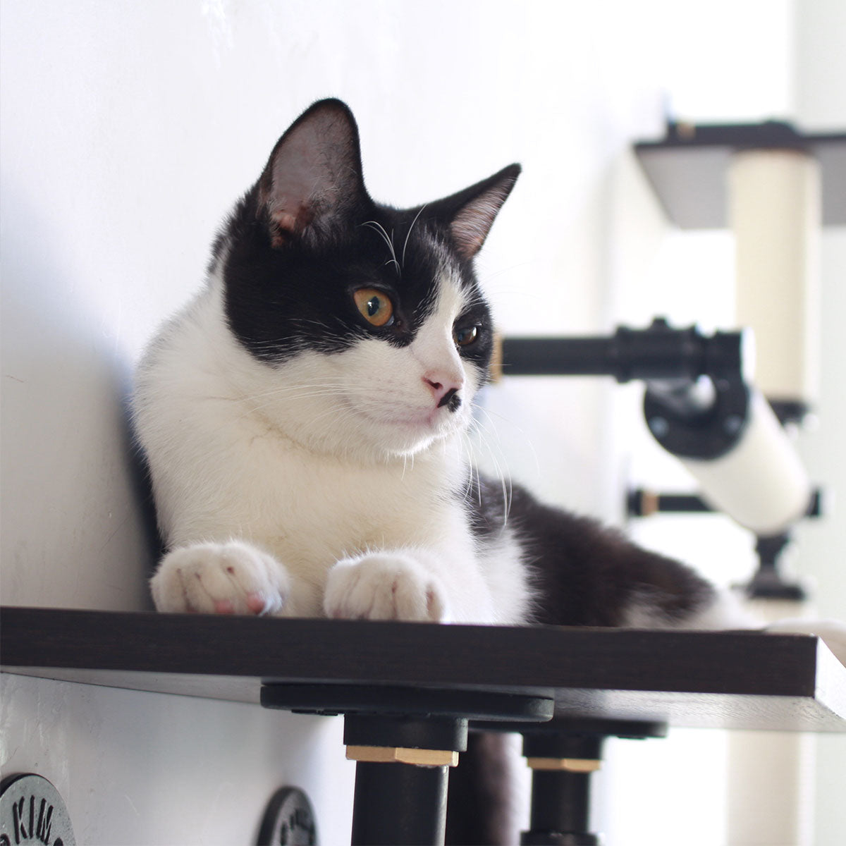 PETOMG Cat Wall Shelves | Modern Minimalist Wall-Mounted Cat Steps