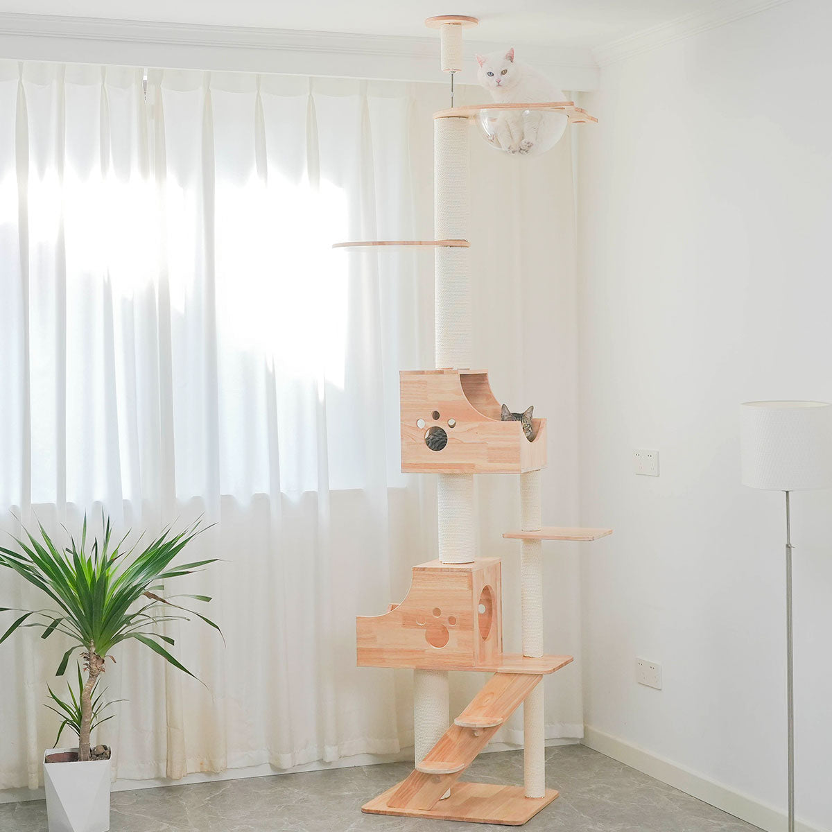 PETOMG Árbol para Gatos de Techo a Suelo de Madera de Goma, sin Perforaciones, Altura Ajustable (230 cm - 280 cm)