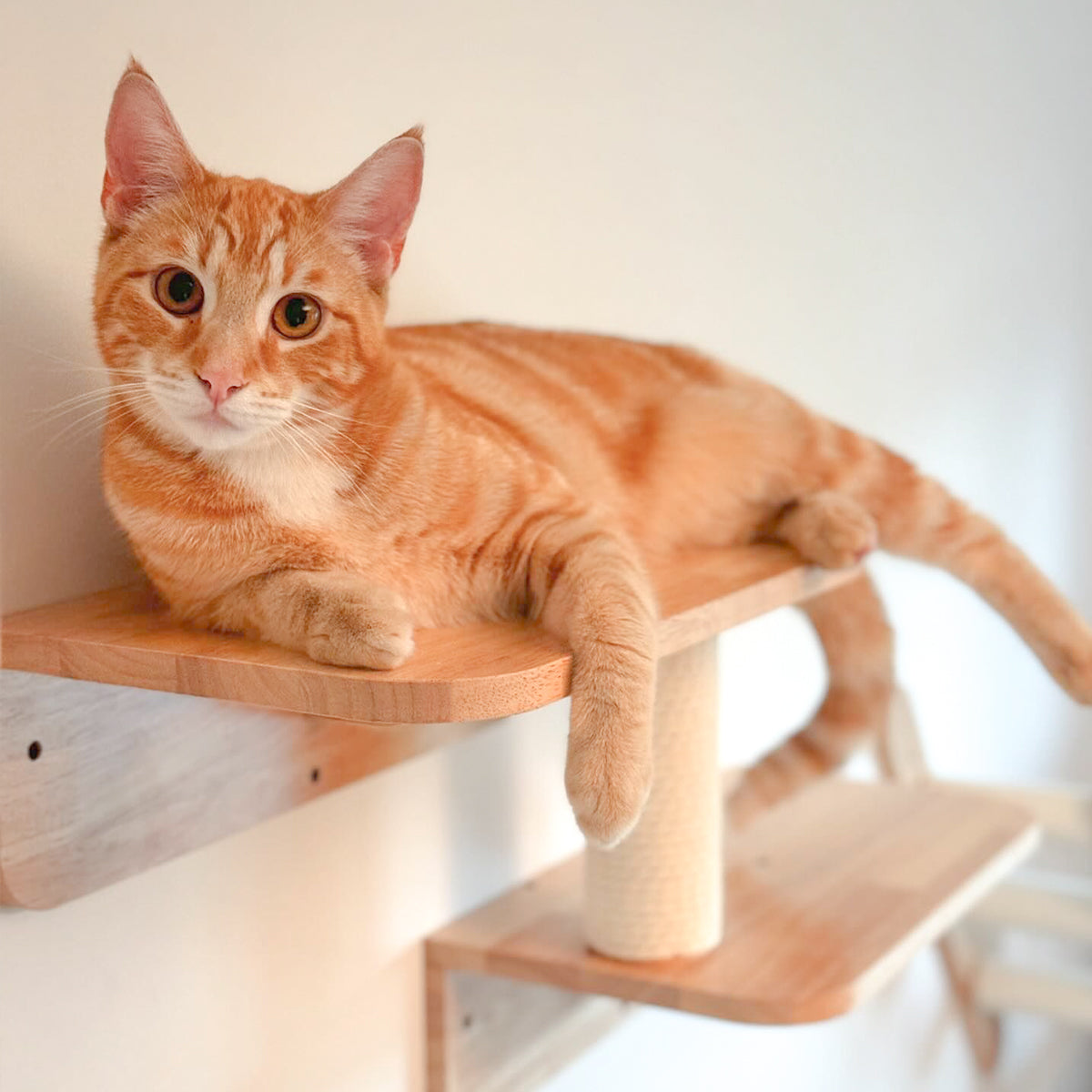 PETOMG Escalones de pared para gatos, escalera para gatos, paseos para gatos, escaladores para paredes | Madera de caucho