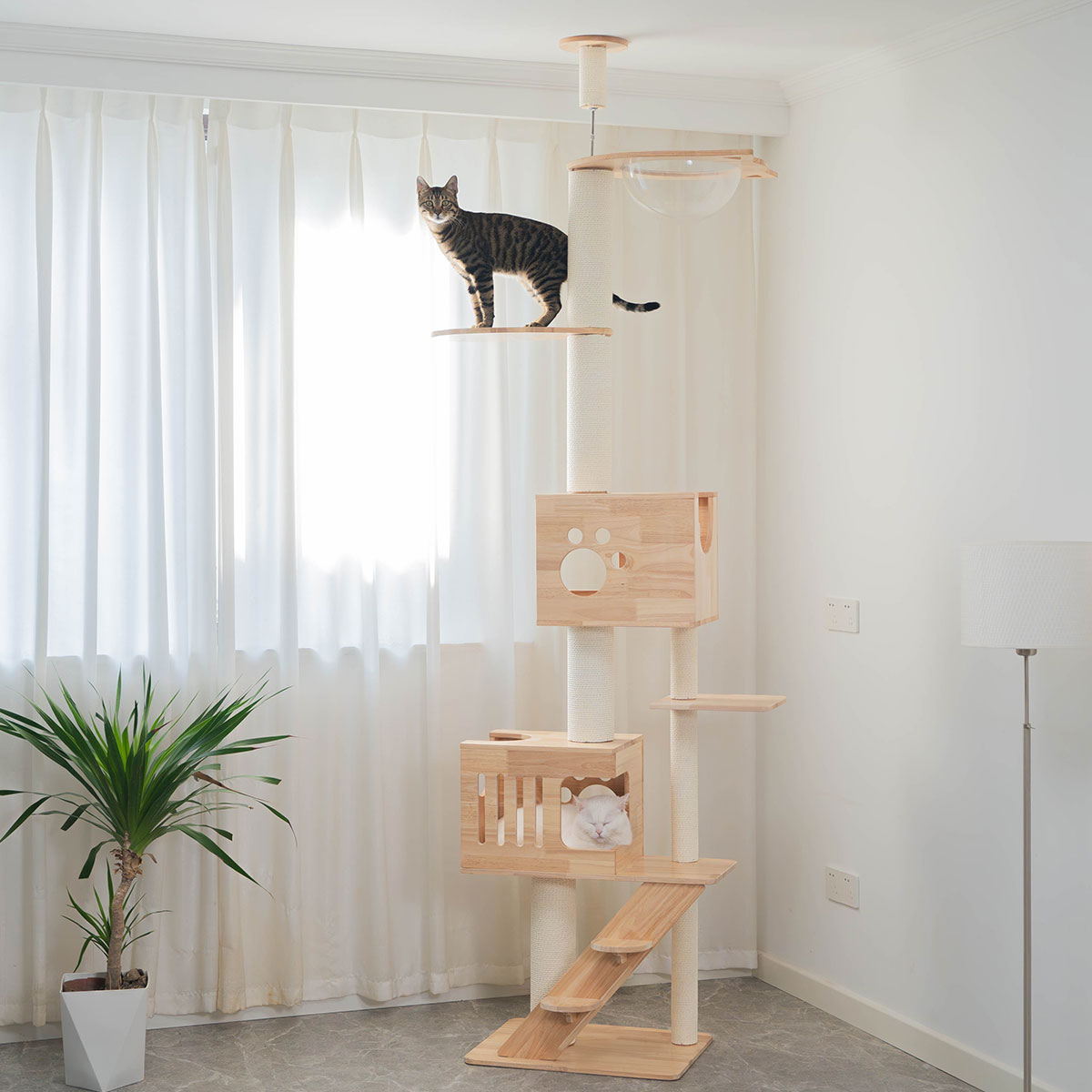 PETOMG Rascador para Gatos de Techo a Suelo, Madera de Caucho, sin Perforaciones, Altura Ajustable (230 cm - 280 cm)