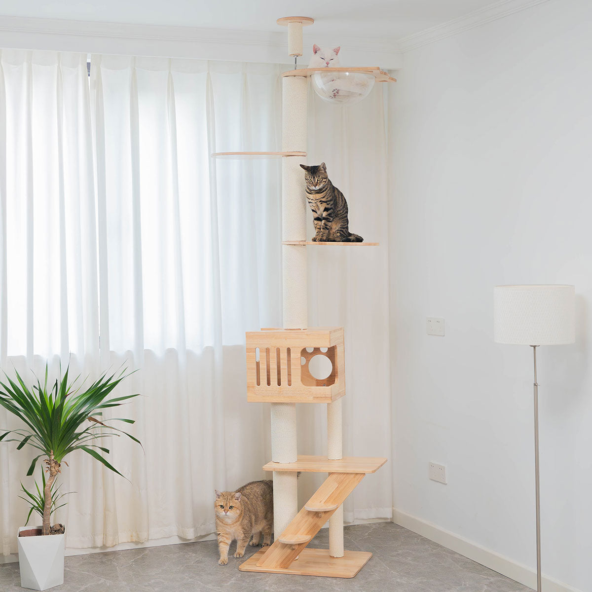 PETOMG Árbol para Gatos de Madera de Goma del Piso al Techo, sin Perforaciones, Altura Ajustable (230 cm - 280 cm)