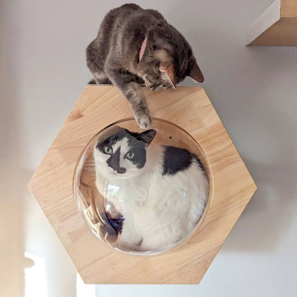 PETOMG Casa de pared para gatos, percha para gatos, estante grande para gatos con nave espacial | Madera de caucho