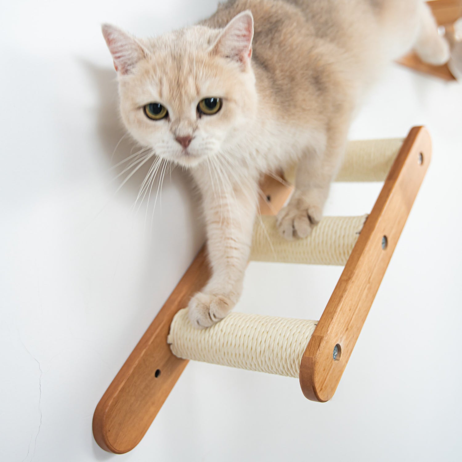 Cat Wall Ladder,CM05 – Petomg