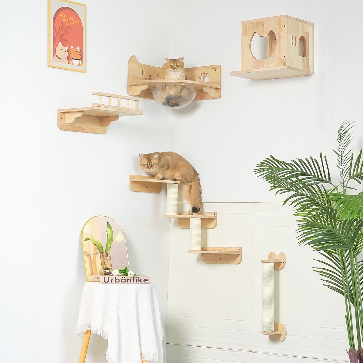 PETOMG DIY Cat Shelves, Rubberwood Cat Wall Furniture| Cat Wall Mounted Set