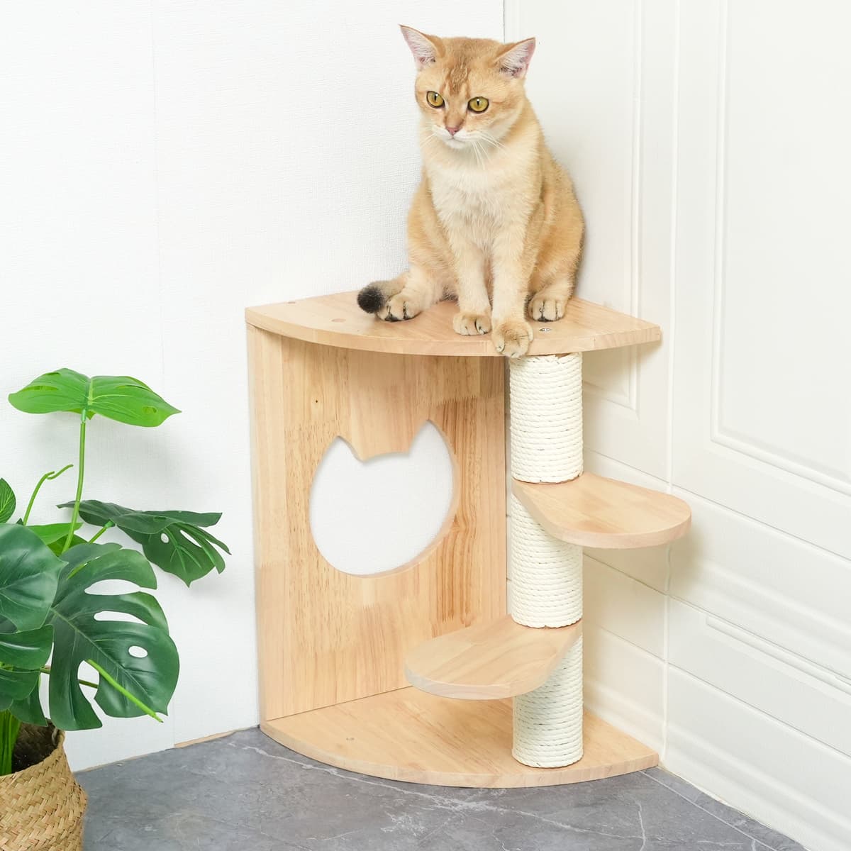 PETOMG Rubberwood Cat Shelves, Cat Perch, Cat Walks | Cat Wall Mounted Set