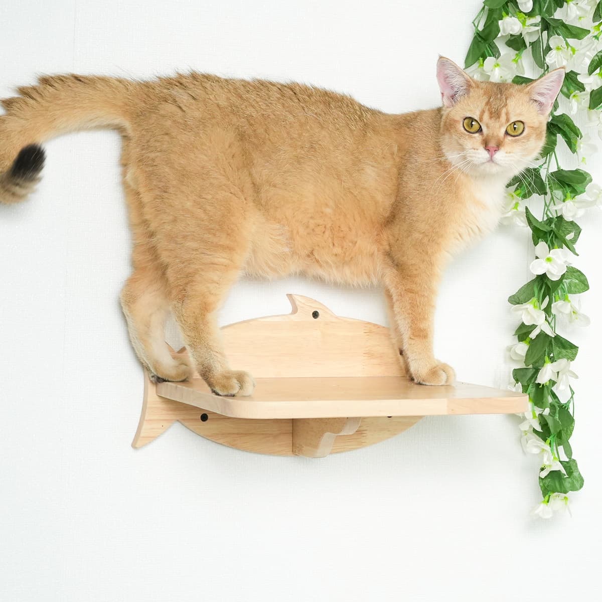 PETOMG Rubberwood Cat Shelves, Cat Wall Furniture| Cat Wall Mounted Set