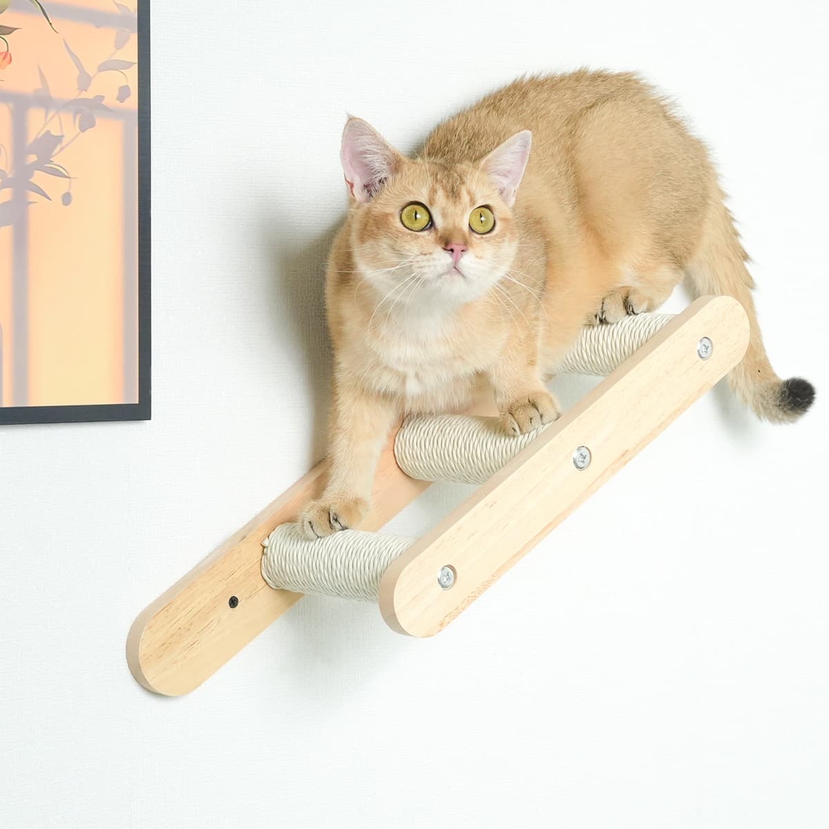 PETOMG Estantes para gatos, estante de pared para gatos DIY, paseos para gatos | Juego de pared para gatos | Madera de caucho