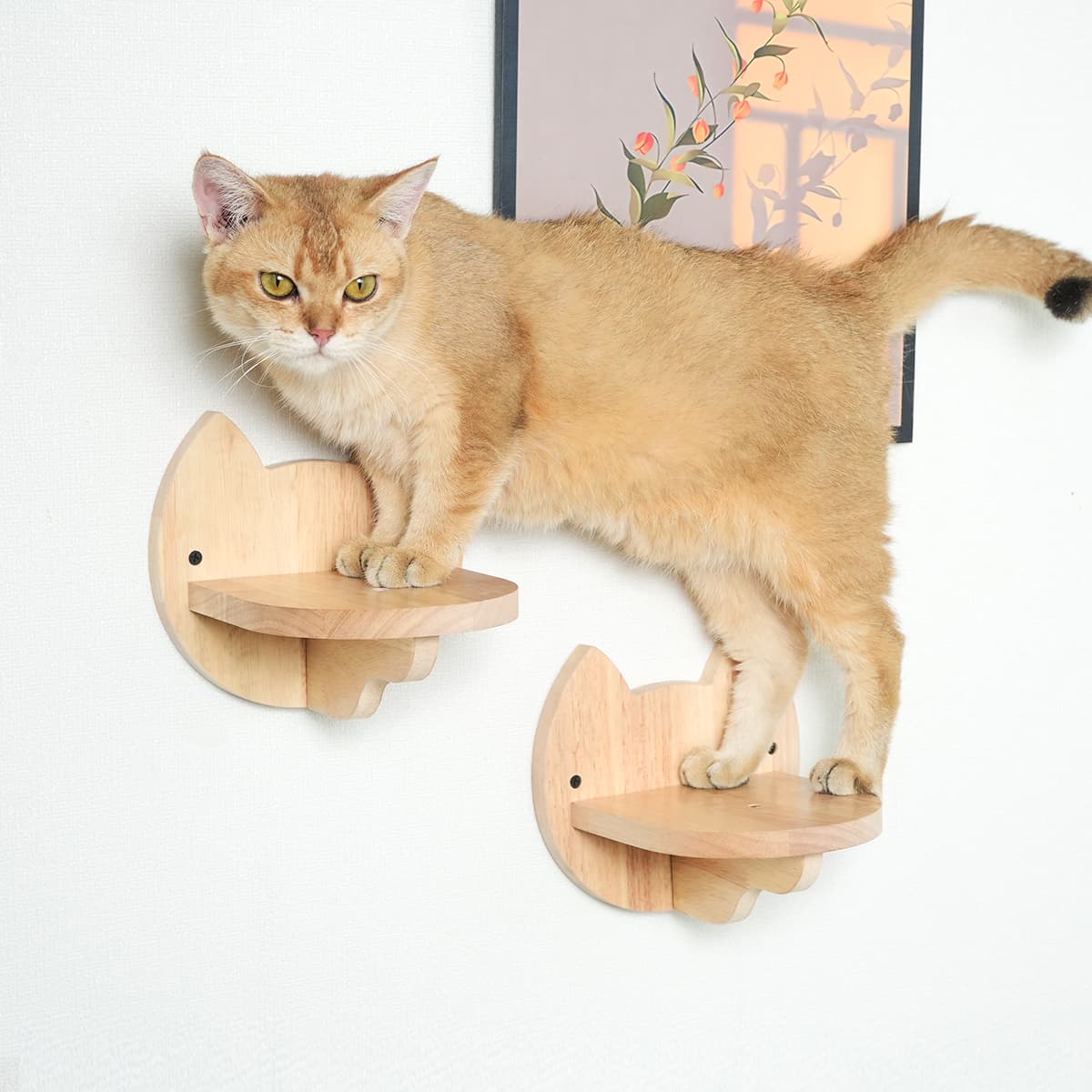 PETOMG Estantes para gatos de madera de caucho, muebles de pared para gatos | Juego de pared para gatos