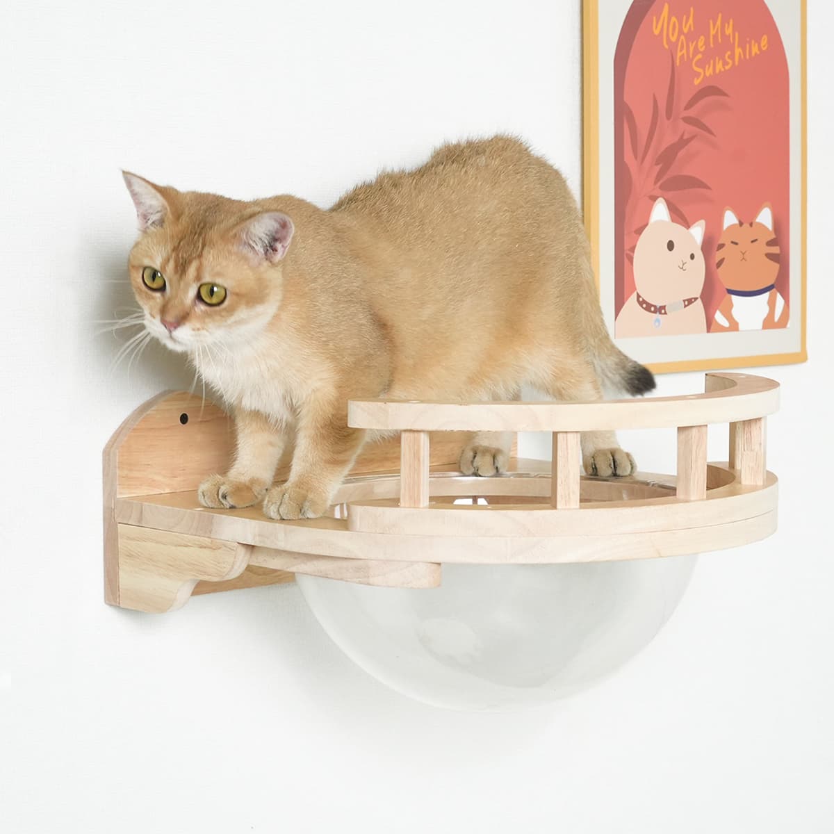 PETOMG Rubberwood Cat Shelves, DIY Cat Wall Shelf, Cat Perch | Cat Wall Mounted Set