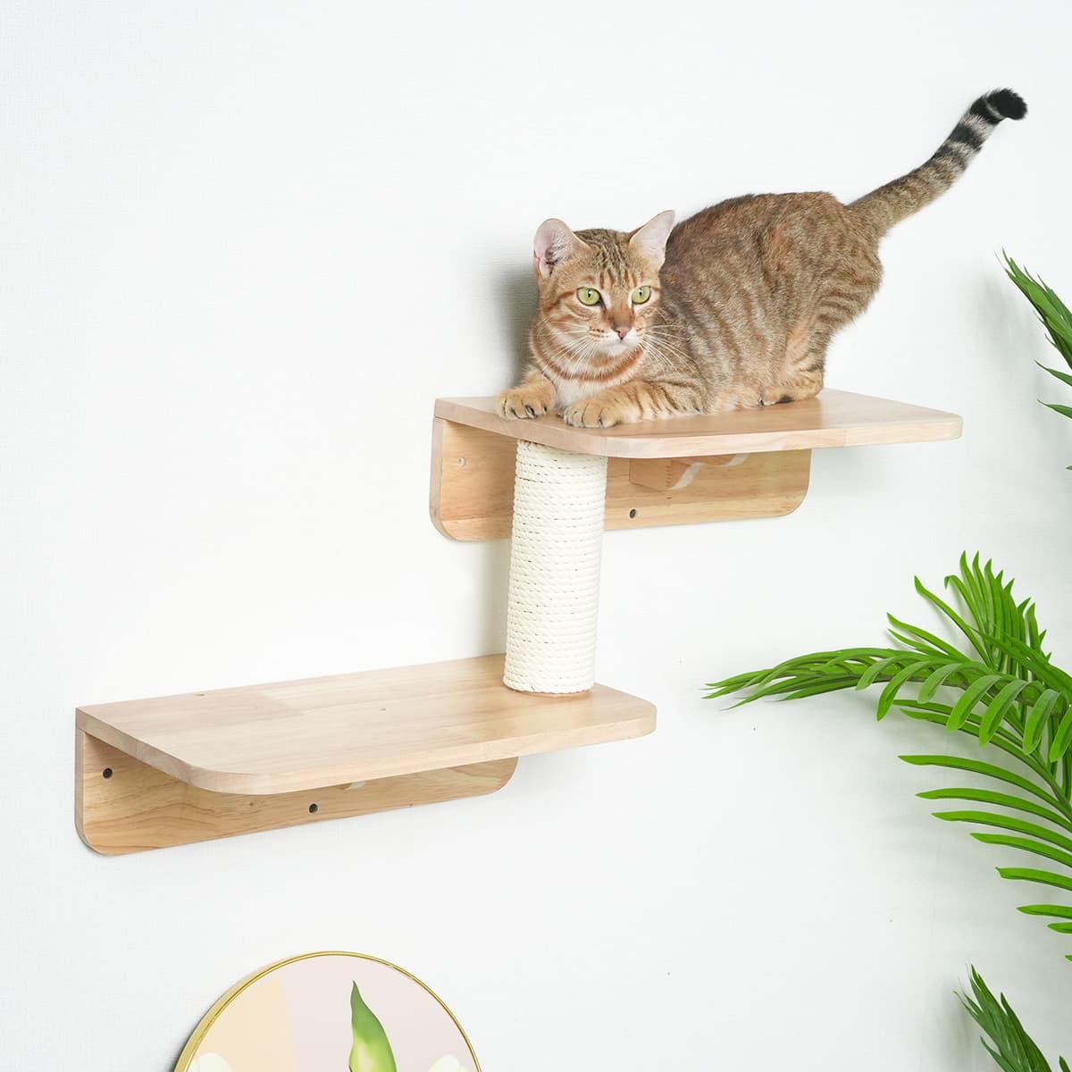 PETOMG Estantes para gatos de madera de caucho, muebles de pared para gatos | Juego de pared para gatos