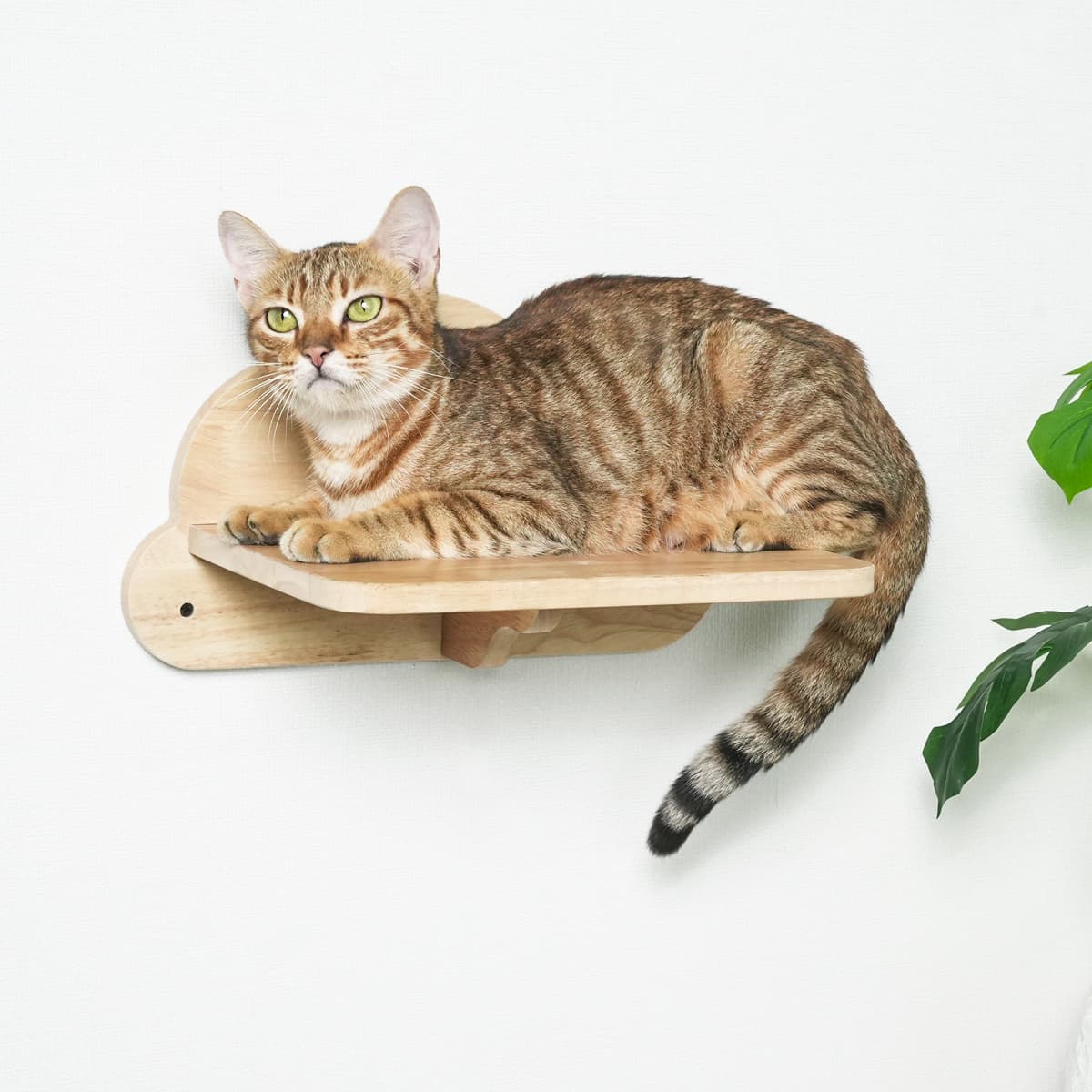 PETOMG Cat Shelves, DIY Cat Shelves, Cat Wall Furniture | Cat Wall Mounted Set | Rubberwood