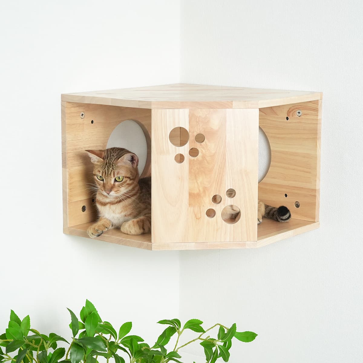 PETOMG Estantes para gatos de madera de caucho, muebles de pared para gatos | Juego de pared para gatos